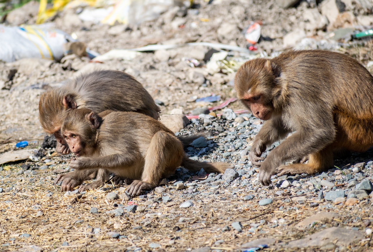 La viruela del mono: ¿una nueva pandemia?